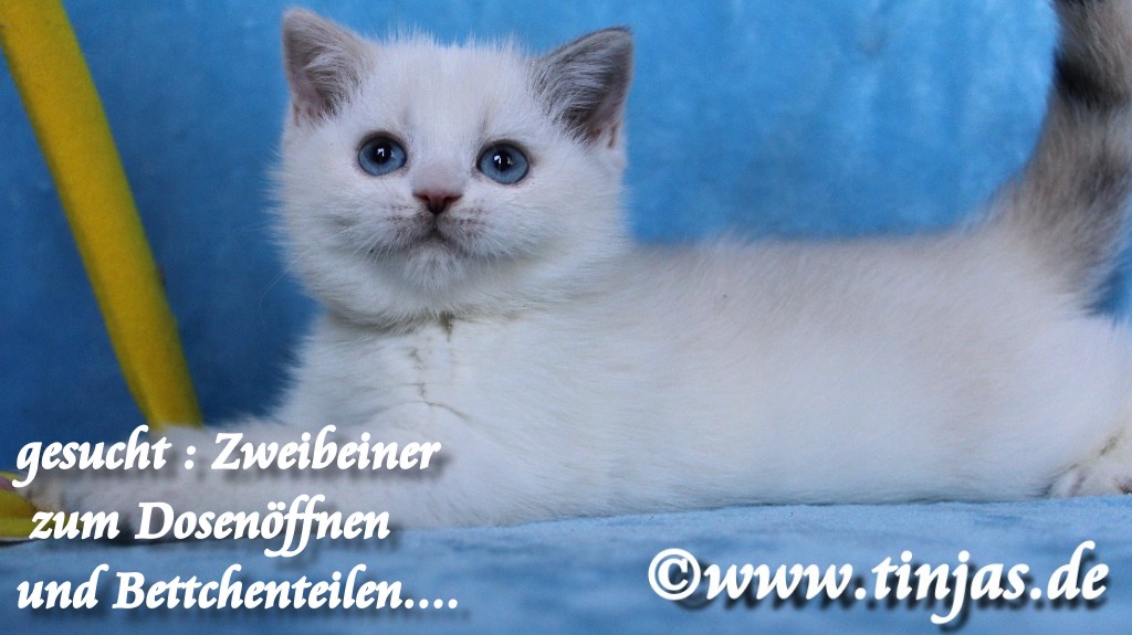 Britisch Kurzhaar Katzenbabys